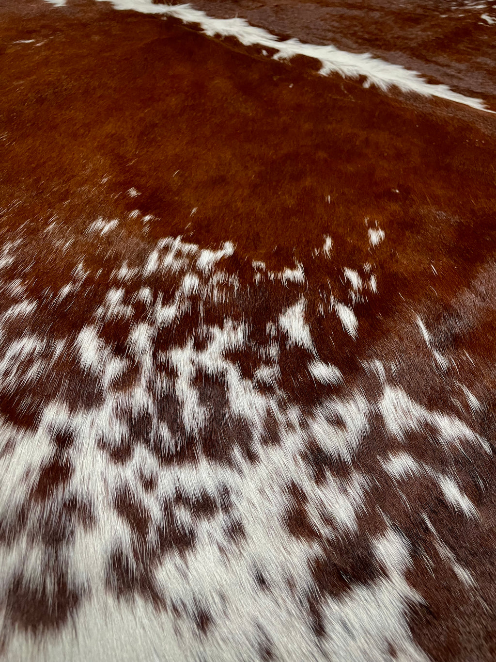 Chestnut